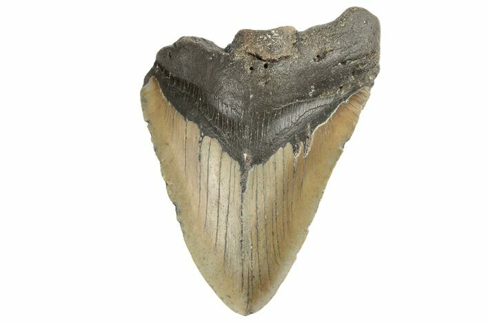 Bargain, Fossil Megalodon Tooth - North Carolina #190899